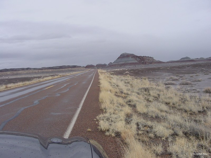 Petrified Forest National Park - Petrified Forest 1-05 409